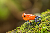 Costa Rica, Sarapiqui River Valley. Strawberry poison dart frog on limb