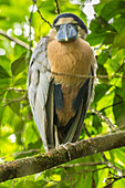 Costa Rica. Boat-billed heron close-up