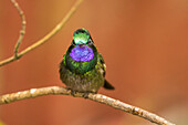 Costa Rica, Monte Verde Cloud Forest Reserve. Male purple-throated mountain gem close-up