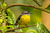 Costa Rica, Monte Verde Cloud Forest Reserve. Bananaquit bird close-up