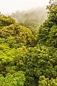 Costa Rica, Monte Verde-Nebelwald-Reservat. Landschaft im Regenwald