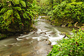 Costa Rica, La Paz River Valley, La Paz Waterfall Garden. Rainforest waterfall and stream