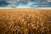 United States, South Dakota, Large wheat field and clouds
