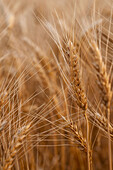 Nahaufnahme von Weizen in einem Feld