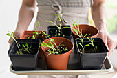 Close-up of woman holding tray with small pots with seedlings
