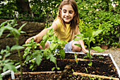 Mädchen pflückt Basilikum im Garten