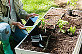 Woman using tablet while planting seedlings