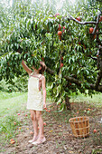 Girl (8-9) picking peaches from tree in orchard