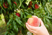 Nahaufnahme eines Mädchens (8-9), das einen frisch gepflückten Pfirsich im Obstgarten in der Hand hält