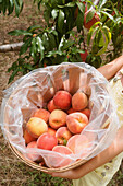 Nahaufnahme von Mädchen (8-9), die einen Eimer mit frisch gepflückten Pfirsichen im Obstgarten in den Händen halten