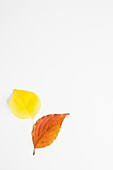 Choke Cherry und Dogwood Herbstblätter auf weißem Hintergrund