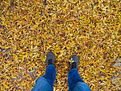 United States, New Mexico, Santa Fe, Man in blue jeans standing in fallen yellow leaves 