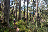 Australia, New South Wales, Woman hiking in forest on Merritt's Nature Track in Kosciuszko National Park