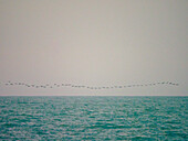 Flock of birds flying above smooth sea
