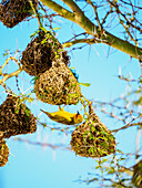 Gelber Vogel und seine Nester an einem Baum hängend