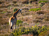 South Africa, Western Cape, Rear view of giraffe walking in grassland
