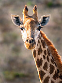 South Africa, Western Cape, Portrait of giraffe in savannah