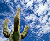 Arizona, Monument Valley Tribal Park, Low angle view of saguaro cactus against sky in Monument Valley