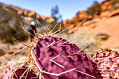 USA, Utah, Escalante, Prickly pear cactus in Grand Staircase-Escalante National Monument
