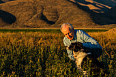 USA, Idaho, Bellevue, Mann mit Border Collie auf einem Feld bei Sonnenuntergang