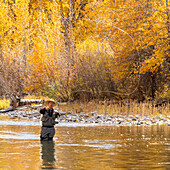 USA, Idaho, Bellevue, Älterer Mann beim Fliegenfischen im Big Wood River im Herbst