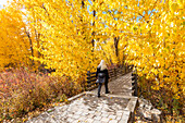 USA, Idaho, Bellevue, Rückansicht einer Frau, die im Herbst auf einer von gelben Bäumen umgebenen Fußgängerbrücke spazieren geht