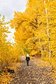 USA, Idaho, Bellevue, Rear view of woman walking on footpath in Autumn forest