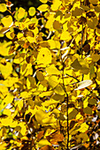 USA, Idaho, Stanley, Gelbe Blätter im Baum im Herbst 