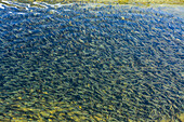 Immature trout in fish hatchery pond