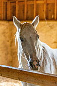 Stallion in stable looking at camera 