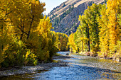 USA, Idaho, Hailey, Distant view of family admires fall along river in autumn