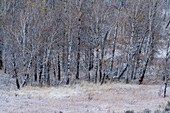 USA, Idaho, Bellevue, Snow covering bare trees 