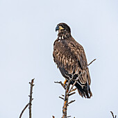 Immature bald eagle sits in treetop 