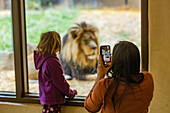 Mutter und Tochter (6-7) fotografieren einen afrikanischen Löwen im Zoo von Boise