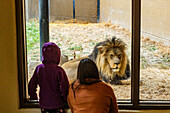 Mutter und Tochter (6-7) betrachten den Afrikanischen Löwen im Boise Zoo