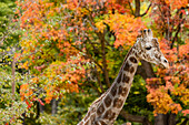 Giraffe inmitten von Herbstlaub im Boise Zoo