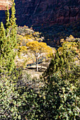 Blick auf einen Herbstbaum in einem Tal im Zion-Nationalpark