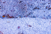 Gefrorener Bach im Winter im Zion National Park
