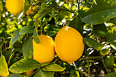 Ripe lemon hanging on branch