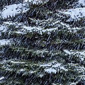 Frischer Schnee auf Pinienbäumen