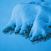Detail von frischem Schnee auf einer Kiefer