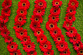 Rote Gerbera-Gänseblümchen in Reihen angeordnet