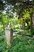 Old church graveyard with lush foliage