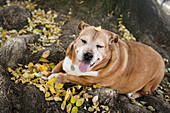 Älterer Hund ruht sich im Herbstlaub aus