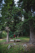 Schweiz, Schweizer Alpen, Appenzell, Mann steht auf einem Baumstamm zwischen Tannenbäumen