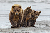 Braunbärenweibchen und Jungtiere, Silver Salmon Creek, Lake Clark National Park, Alaska.