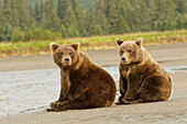Braunbärenjunge säugen, Silver Salmon Creek, Lake Clark National Park, Alaska.