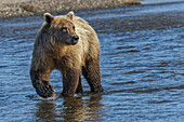 Adult grizzly bear chasing fish, Lake Clark National Park and Preserve, Alaska, Silver Salmon Creek