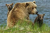 Braunbärensau und Jungtiere, Katmai National Park, Alaska, USA
