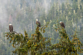 USA, Alaska, Tongass National Forest. Weißkopfseeadler im Baum